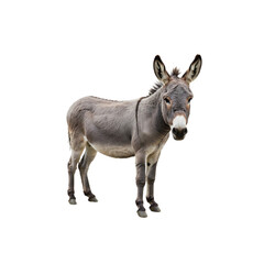 Obraz premium A gray donkey standing proudly isolated on transparent background
