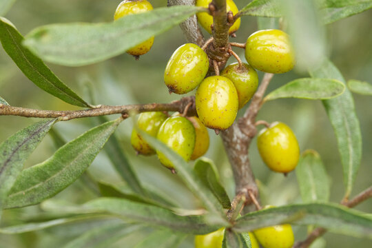 Close up of green oleaster berries growing on branch with lush leaves in natural setting.