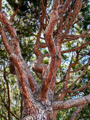 Fototapeta premium Gnarled Pine Branches: A Woven Canopy Against the Sky