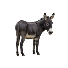 Fototapeta premium A grey donkey stands facing right isolated on transparent background