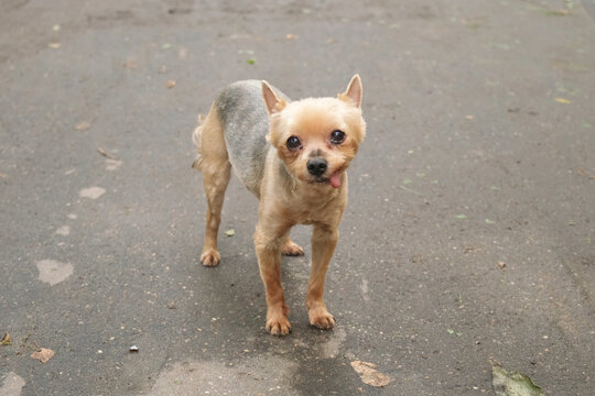 Small Yorkshire Terrier standing on asphalt road