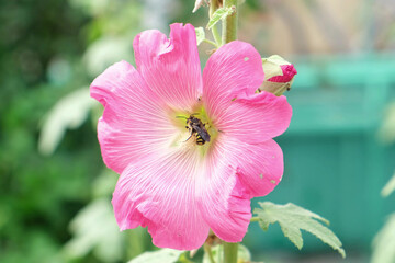 Wasp covered in pollen on pink hollyhock flower