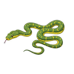 Fototapeta premium Green tree python coiled and ready isolated on transparent background