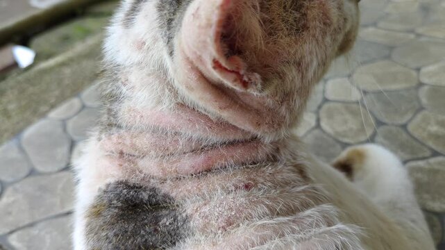 Footage showing a cat's skin exhibiting signs of irritation, hair loss, or skin disease.