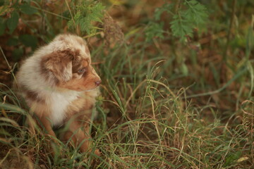 Brown and white dog is sitting in the grass