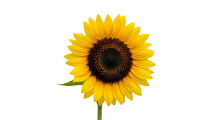 Isolated sunflower with yellow petals and dark brown center    .ai generative, transparent background, white background. isolated on white background