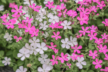 March 24 2025 Pink and White Flowers Blooming in a Lush Garden Setting