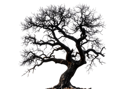 black dead tree isolated on white or transparent png