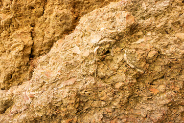 Closeup of sandstone with embedded shell fragments found at the steep cliffs of the Algarve coast in Portugal