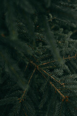Close-up collection of pine needles, spruce branches, and forest moss in natural green-blue tones. Winter and evergreen textures perfect for nature backgrounds and botanical themes.