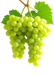 Obraz premium Green grape cluster hanging on vine, close-up view displaying plump, fresh produce against transparent background