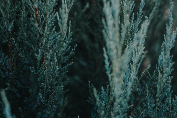 Close-up collection of pine needles, spruce branches, and forest moss in natural green-blue tones. Winter and evergreen textures perfect for nature backgrounds and botanical themes.