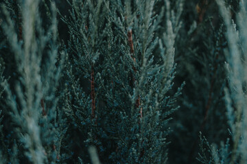 Close-up collection of pine needles, spruce branches, and forest moss in natural green-blue tones. Winter and evergreen textures perfect for nature backgrounds and botanical themes.