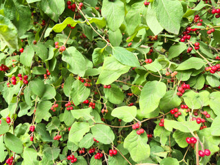 Close-up of boxwood bush - everygreen garden plant, great for hedges, sometimes confused for red currant