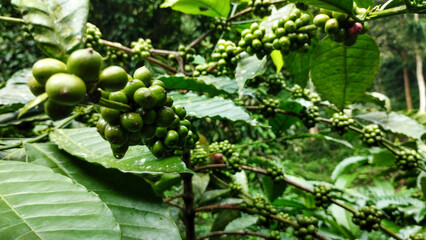 Unripe Green Coffee Beans on a Branch