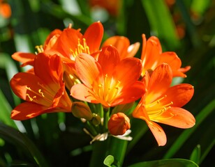 Fototapeta premium Bright orange flowers in a garden setting