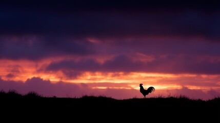 Rooster silhouette at sunrise (1)