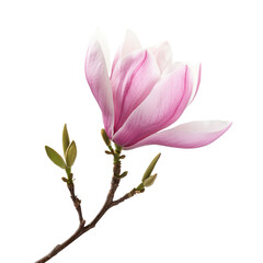 A magnolia flower, symbolizing dignity and strength. full length isolate on transparent background