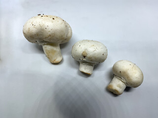 Agaricus bisporus commonly known as a button mushroom