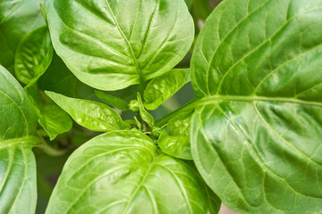 Close up of vibrant green tropical plant leaves with veins and natural details.