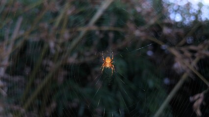 Kreuzspinne am Abend