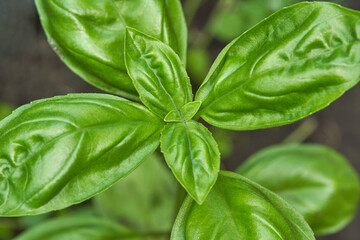 Fresh green basil leaves up close with detailed texture on garden plant.