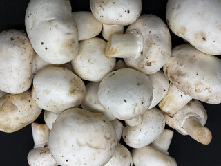 Agaricus bisporus commonly known as a button mushroom
