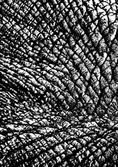 Large vector elephant skin texture with a transparent background