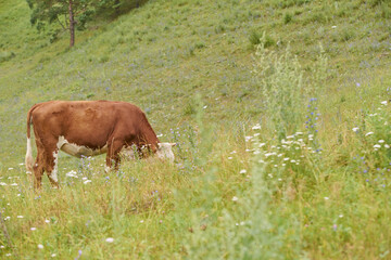 Naklejka premium Brown cow grazing in lush green pasture with wildflowers on hillside.