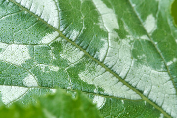 Close up of green leaf with detailed veins and natural texture in lush foliage.