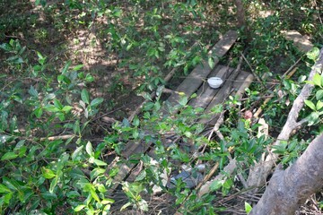 mangrove forest