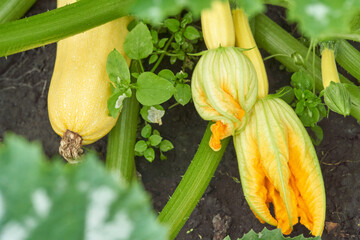Fresh yellow squash with blooming flowers and green leaves in garden setting.