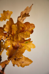 Autumn leaves in vibrant hues of orange and yellow displayed against a simple background