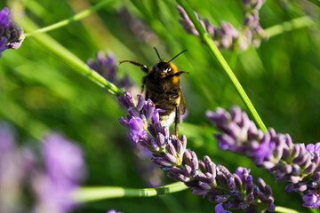 Bumblebee on a Lavender Flower