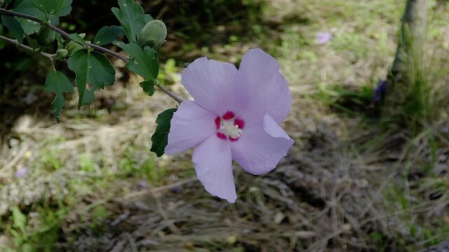 한국,꽃,무궁화,Korea, flowers,rose of Sharon