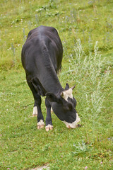 Fototapeta premium Black and white cow grazing on green pasture in summer countryside landscape.