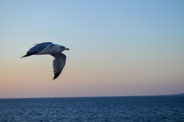 Seagull Flying Over Calm Sea at Sunset