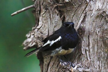Bird (oriental magpie robin) on the tree