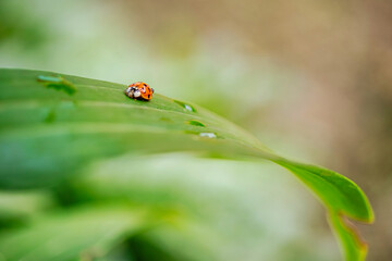 Bright ladybug exploring green leaves in a tranquil garden during a sunny afternoon