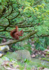 Redhead squirrel gnaws nut on a tree, side view