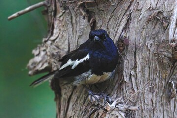 oriental magpie robin on the tree