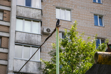 Unexpected visitor on a sunny afternoon in an urban neighborhood, capturing a unique moment with...
