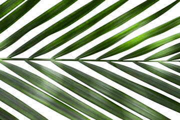 Natural tropical leafs on white  – Exotic green leafs – Natural simplicity concept – Summer...
