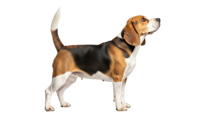 Isolated Beagle Dog