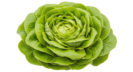 Isolated Head of Butter Lettuce