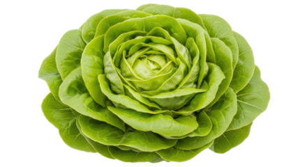 Isolated Head of Butter Lettuce