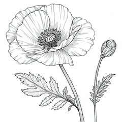 Poppy drawing. It is a black and white outline image of a single poppy flower with ruffled petals and a central stamen