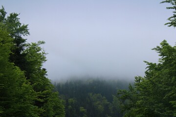 fog in the forest