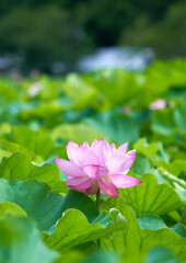 朝、燦々と咲き誇る蓮の花