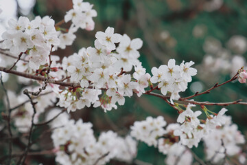 Obraz premium March 24 2025 Delicate Cherry Blossom Branch Captured with Soft Bokeh, Japan